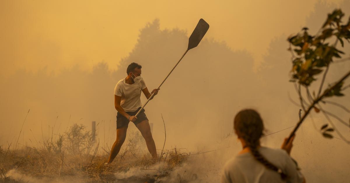 Bruselas cede a las presiones de Trump y a los intereses de la agroindustria para rebajar la protección de los bosques