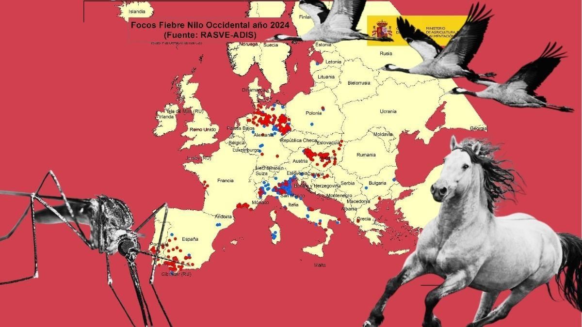 Un mosquito, tres grullas y un caballo sobre un mapa de los focos de virus del Nilo en 2024.