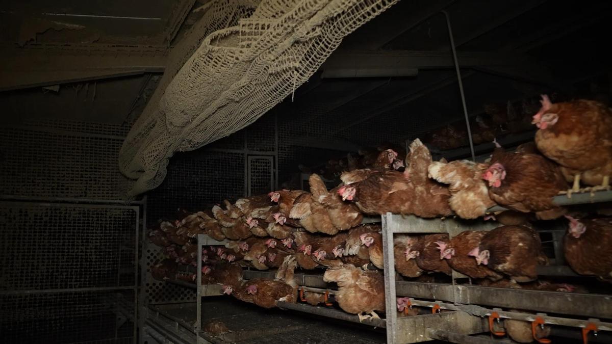 Decenas de gallinas en la granja de Llucmajor, en Mallorca.