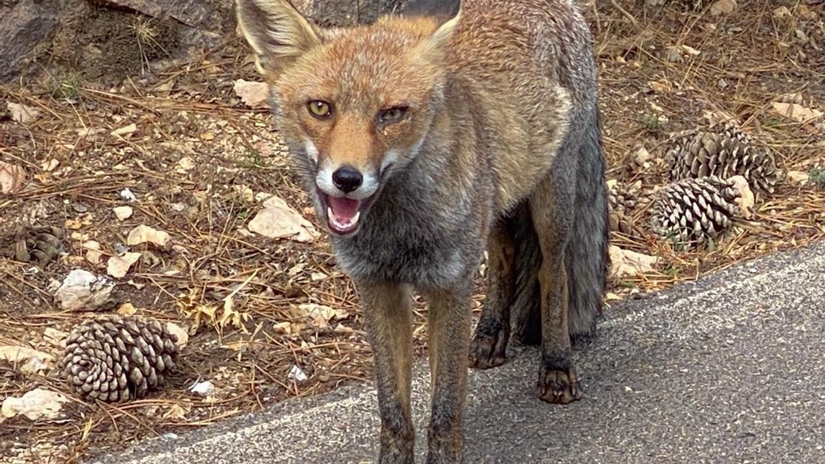 El zorrito valiente