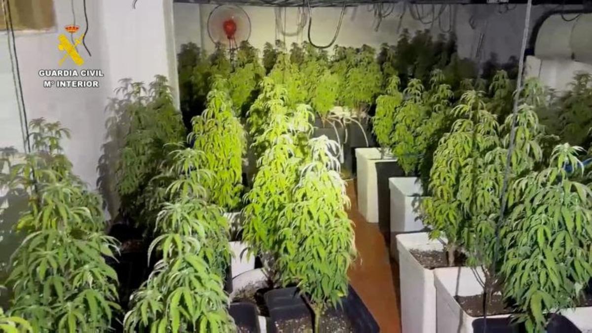 Marihuana incautada.