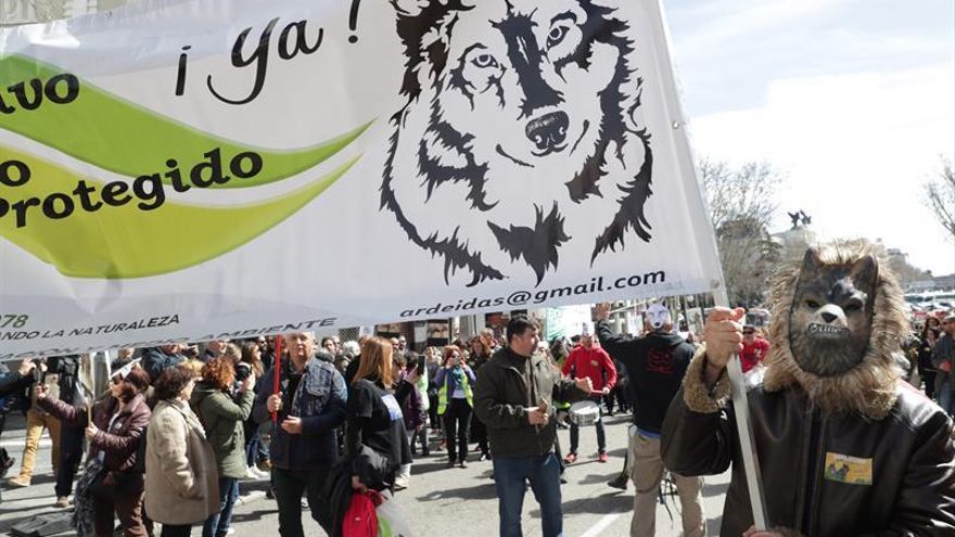 Manifestación en Madrid en defensa del lobo ibérico español.