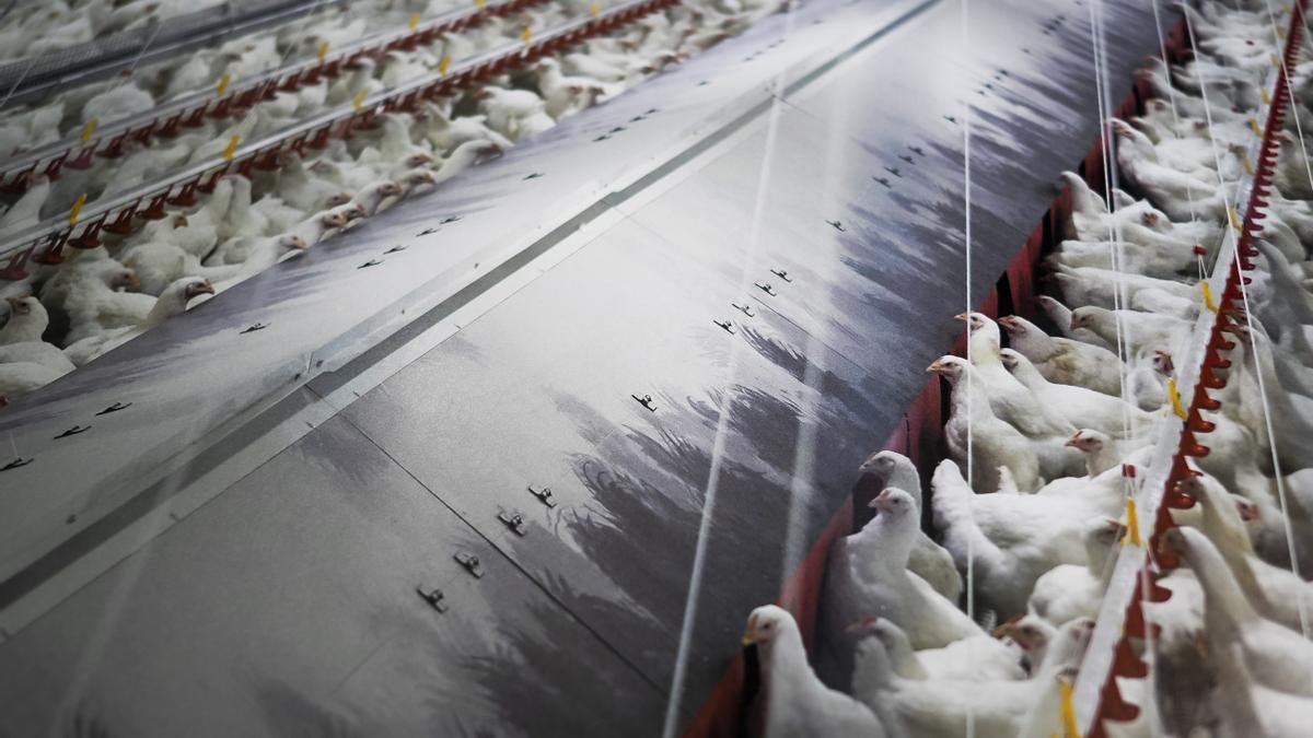 España supera el centenar de focos de gripe aviar en aves silvestres en lo que va de año