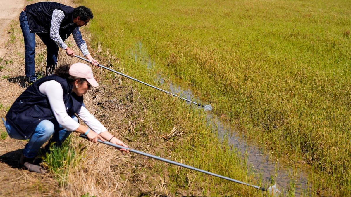 Qué fue del virus del Nilo y por qué se ha pasado de 20 muertos a dos contagios