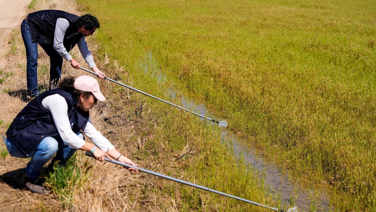 Maniobras de fumigación para el control del virus del Nilo en la Puebla del Río, el 28 de marzo de 2025 en Sevilla.