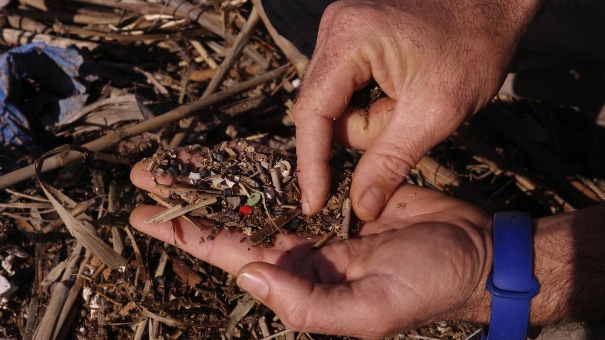 Javier Jiménez Romo, biólogo y trabajador de l'Albufera, muestra los microplásticos que ha recogido de la arena.