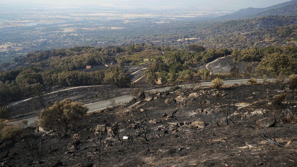 Áreas calcinadas en la localidad cacereña de Cabezabellosa por el incendio de Jarilla (Cáceres), el 20 de agosto.