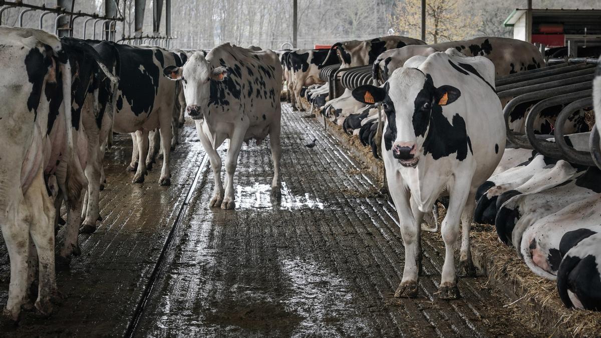 El 98% de los mensajes 'verdes' de los gigantes ganaderos, como Nestlé o Danone, son 'greenwashing'