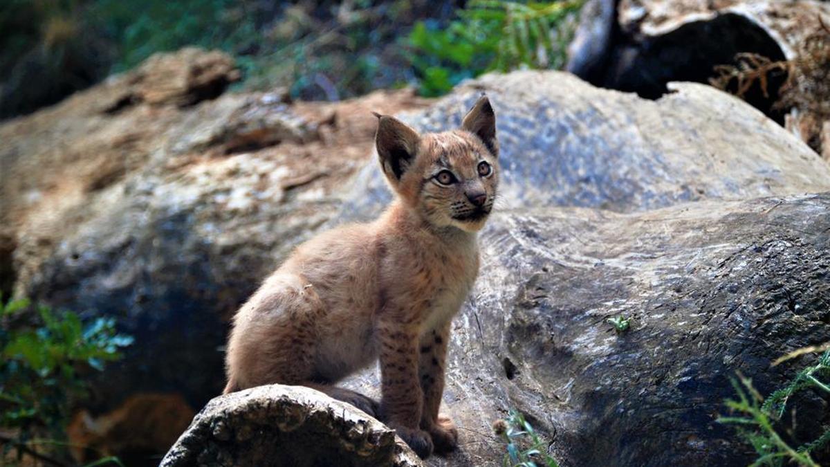 El primer lince nacido en el Pirineu en más de un siglo