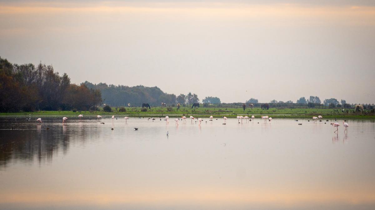 La Casa de Alba, a un paso de usar el agua de Doñana para regar su finca pese a las acusaciones de robo