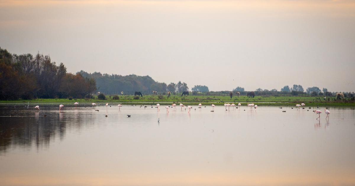 La Casa de Alba, a un paso de usar el agua de Doñana para regar su finca pese a las acusaciones de robo