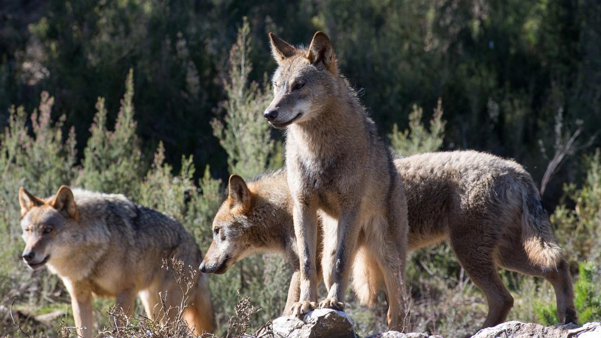 La UE hace oficial la rebaja de la protección al lobo