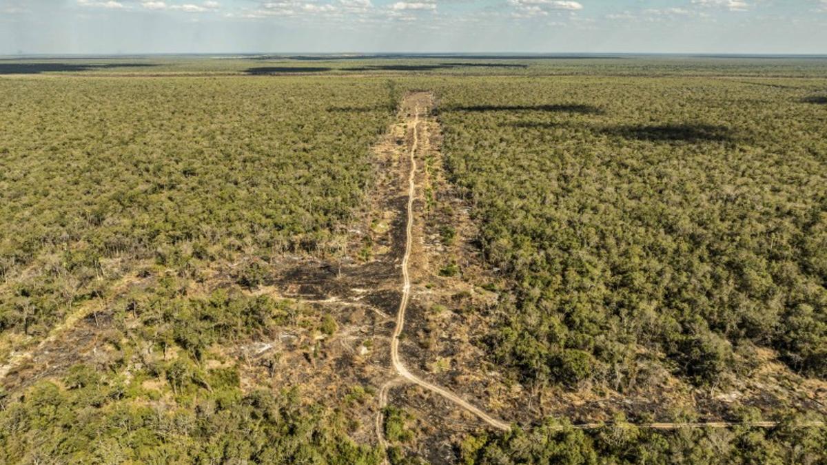 La pista clandestina desde arriba en todas sus dimensiones, en medio de la verde estepa del Chaco, en la región de Puerto Casado del Chaco paraguayo.