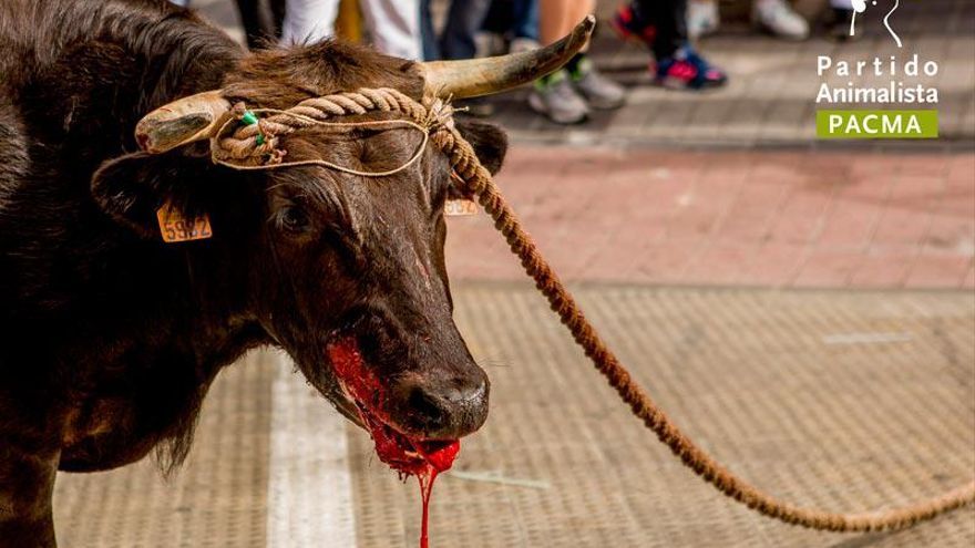 Pacma emprenderá acciones legales contra el Toro Enmaromado y el Torito de Alba