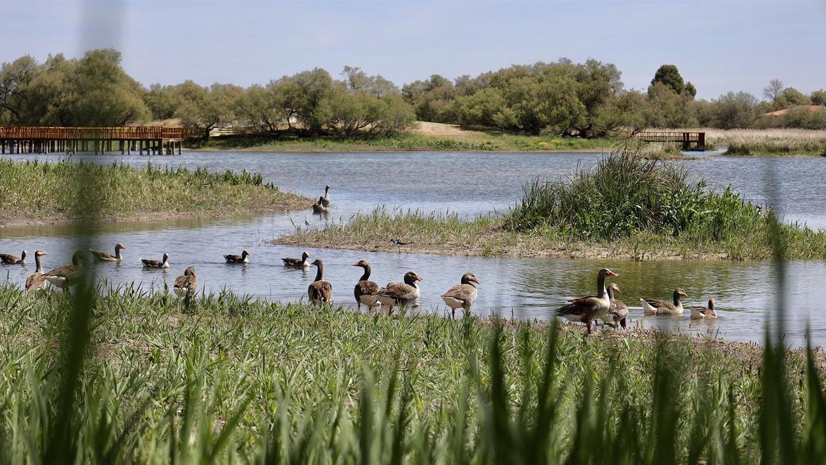Vista de las Tablas de Daimiel, a 26 de abril de 2023, en Ciudad Real, Castilla-La Mancha.