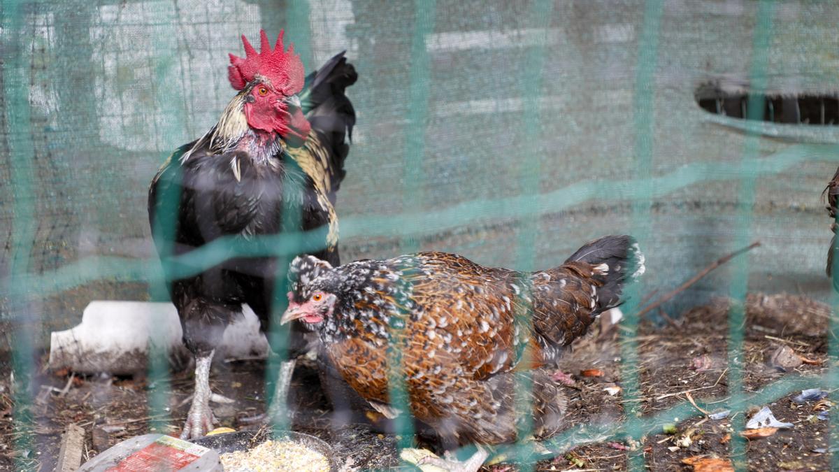 El Gobierno confina todas las explotaciones de aves de corral al aire libre por la gripe aviar
