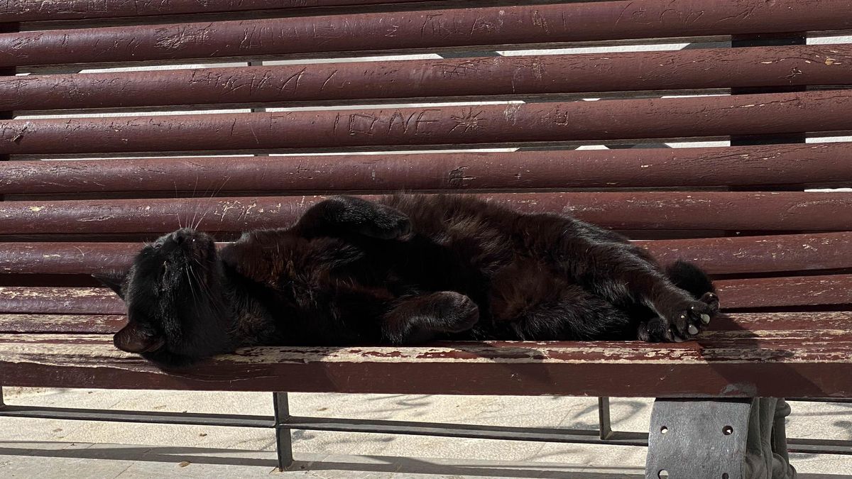Orgullo felino.