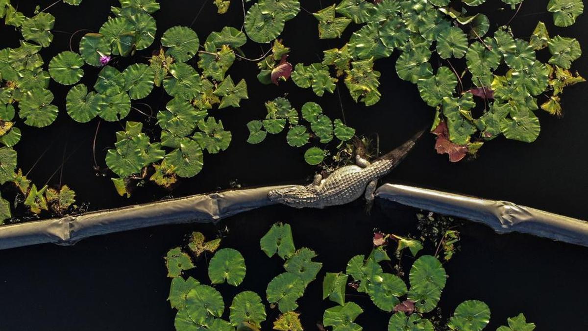Lo eco como acto de resistencia mental
