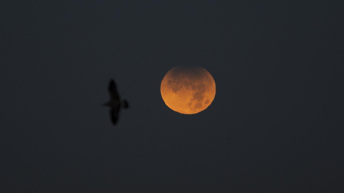 Una gaviota vuela en el cielo donde se observa un eclipse lunar parcial desde A Coruña en noviembre de 2021.