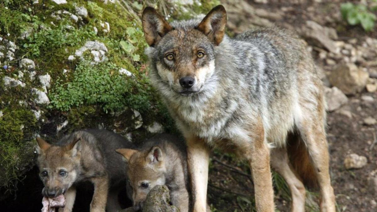 Archivo - Lobo ibérico. Lobos