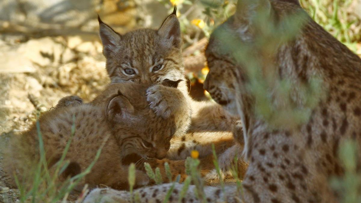 Imagen de archivo de una familia de linces.