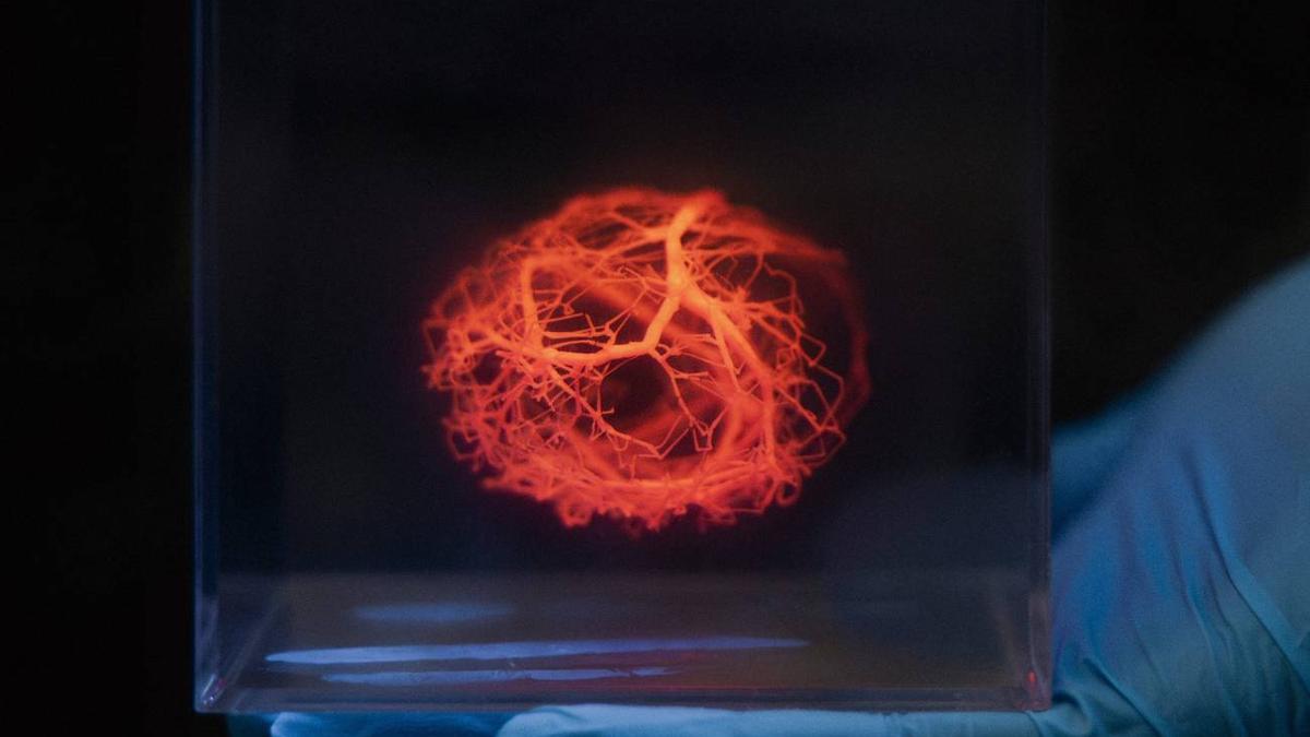 Un software acelera el diseño de vasos sanguíneos para corazones impresos en 3D