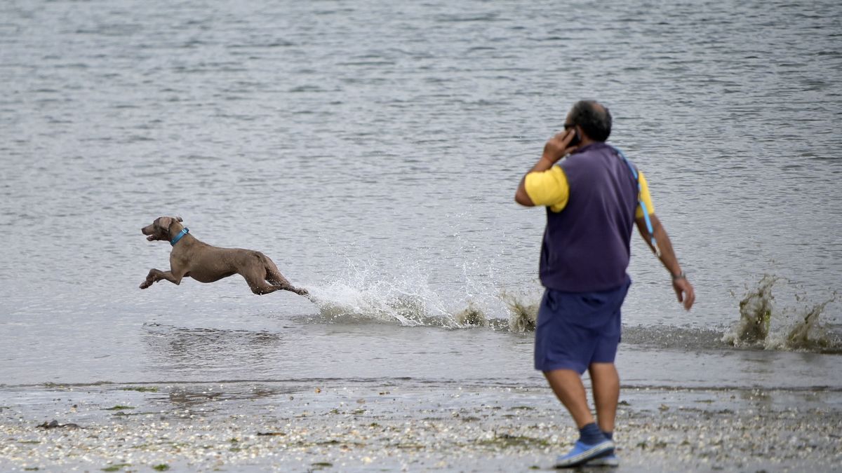 Vista de un perro jugando en la playa de A Magdalena, en Cabanas este viernes.