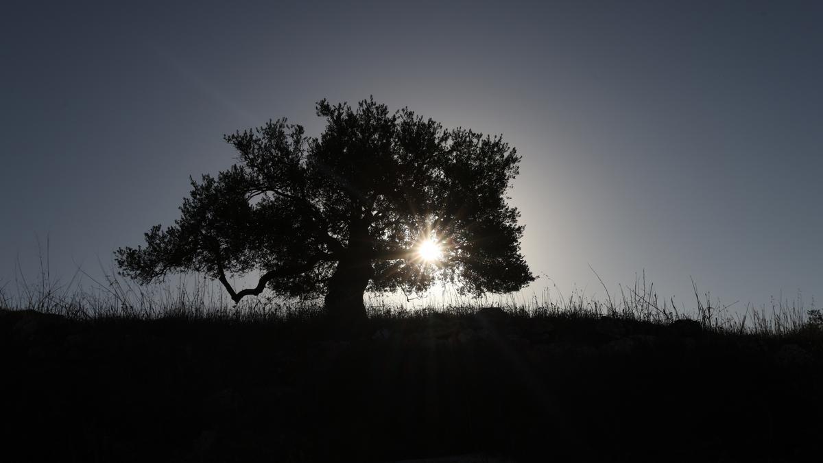 El olivo palestino, un símbolo de paz y resistencia bajo asedio