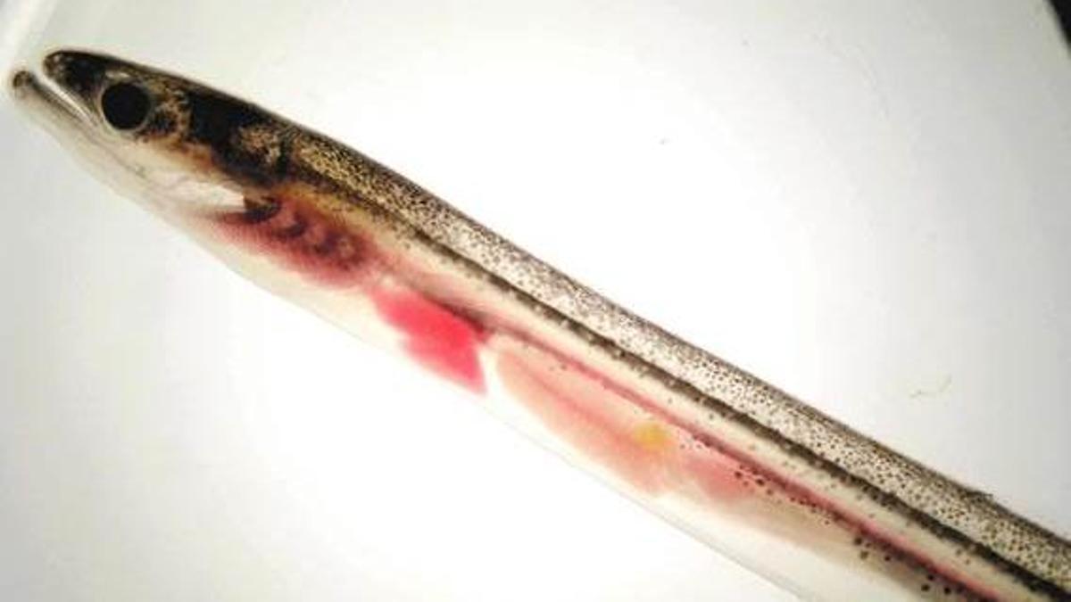 Forma juvenil de la anguila europea (‘Anguilla anguilla’), capturada durante el seguimiento científico de la especie en el río Oria.