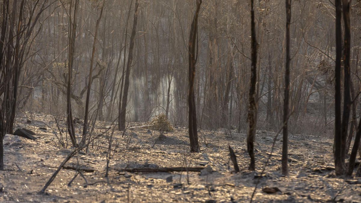 Área calcinada por el incendio declarado el pasado jueves en Niebla (Huelva) que supera las 20.000 hectáreas.