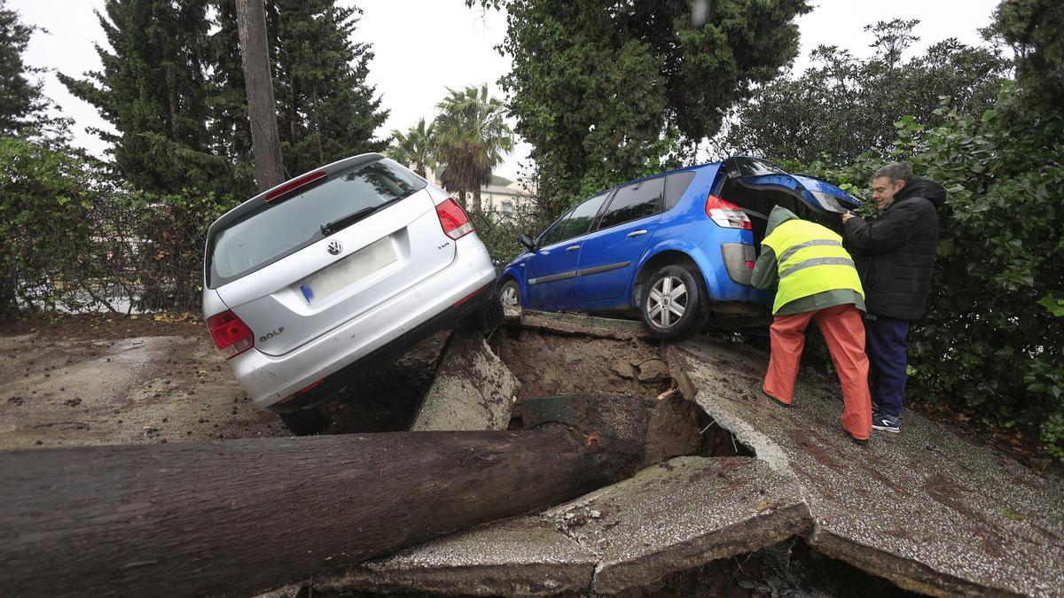 Dos personas junto a unos vehículos atrapados al levantarse el pavimento tras caerse un árbol este miércoles en Los Barrios (Cádiz).