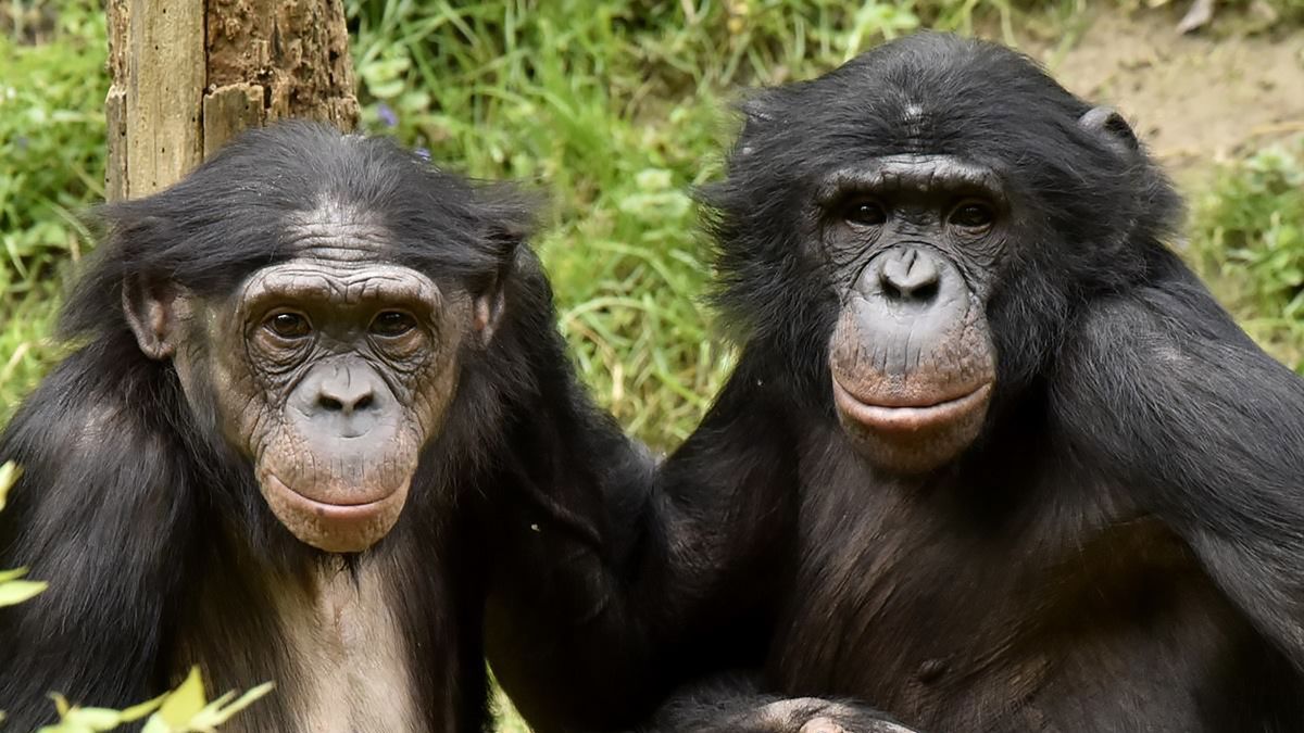 Familia de chimpancés amparados por el Proyecto Gran Simio.