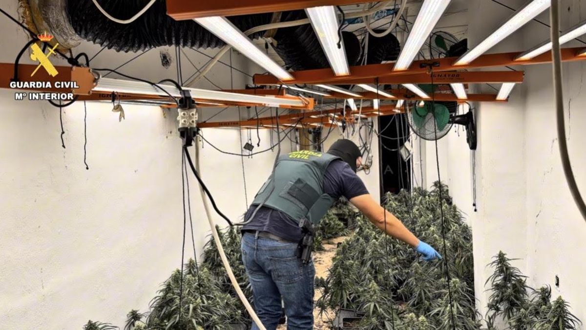 Histórico golpe de mano a las mafias de la marihuana en Granada