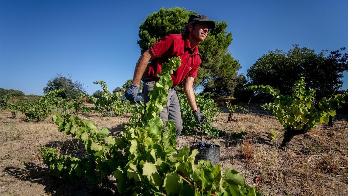 Un trabajador recoge uvas en el campo, a 23 de agosto de 2022, en San Martín de Valdeiglesias, Madrid.