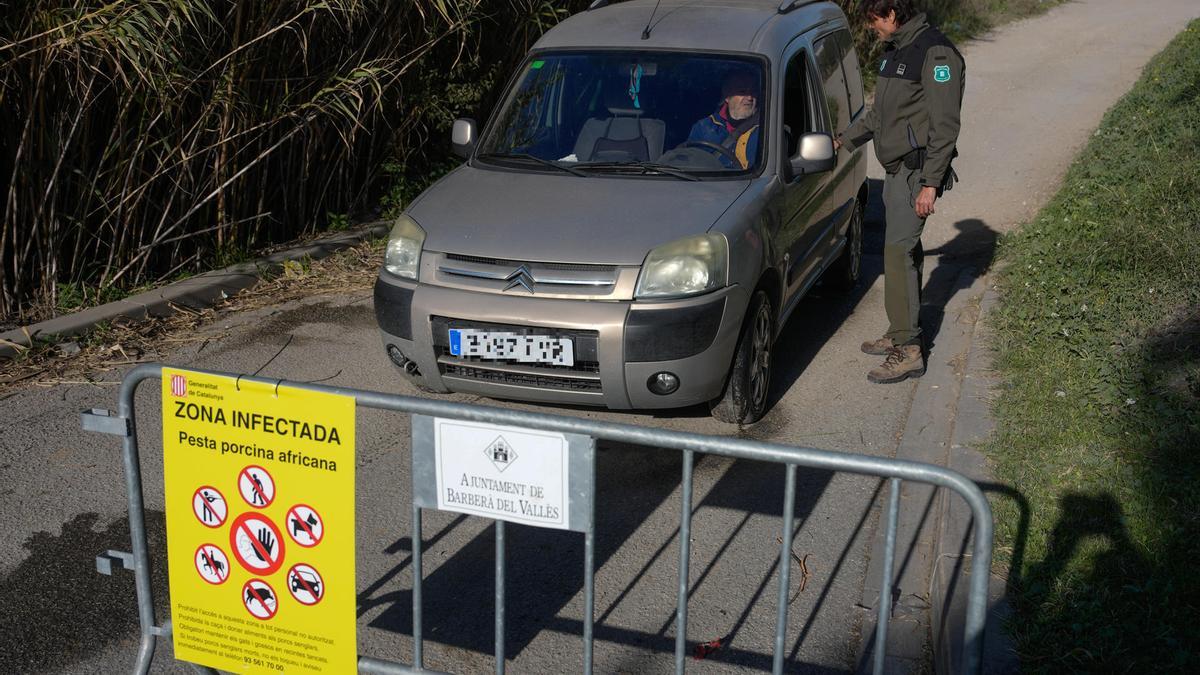 La peste porcina no ha salido de la zona del brote, con trece jabalíes infectados