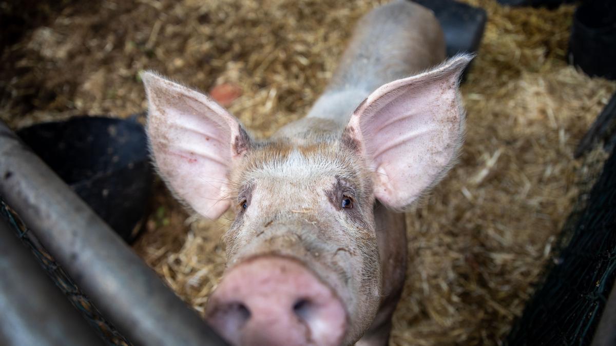 Miles de cerdos sacrificados y pérdidas millonarias por la peste porcina en la UE