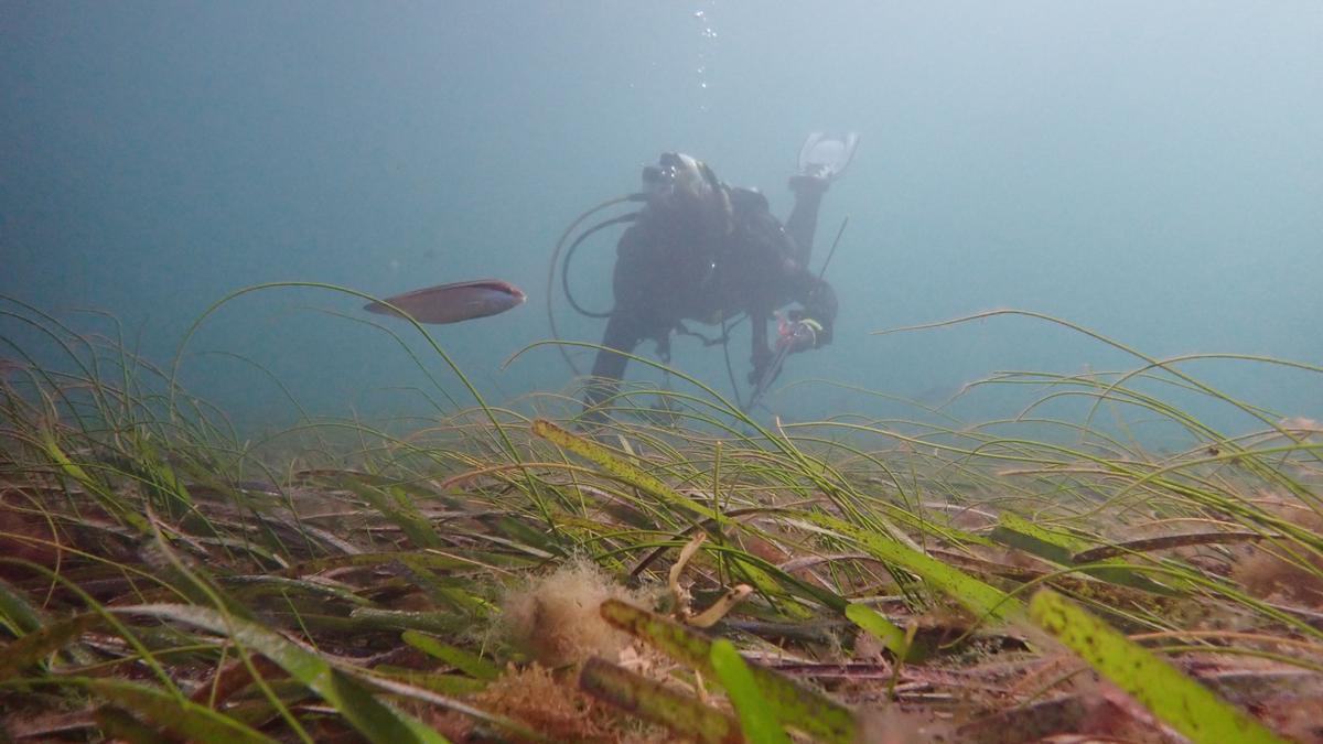 En el Mediterráneo español se esconde una de las plantas marinas que mejor combate el cambio climático