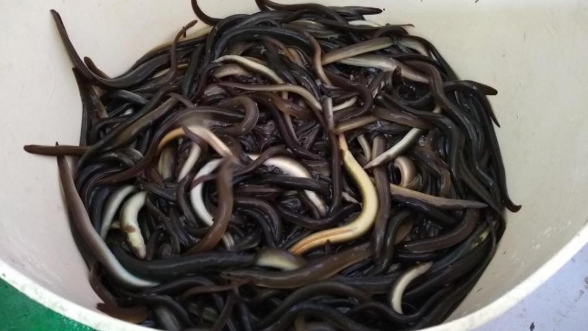 Anguilas capturadas en Galicia