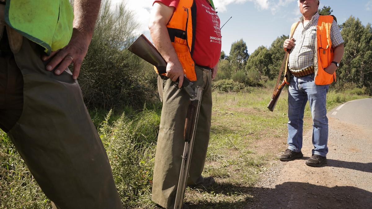 Se cazan más jabalíes que nunca, pero no se ha conseguido contener la peste porcina