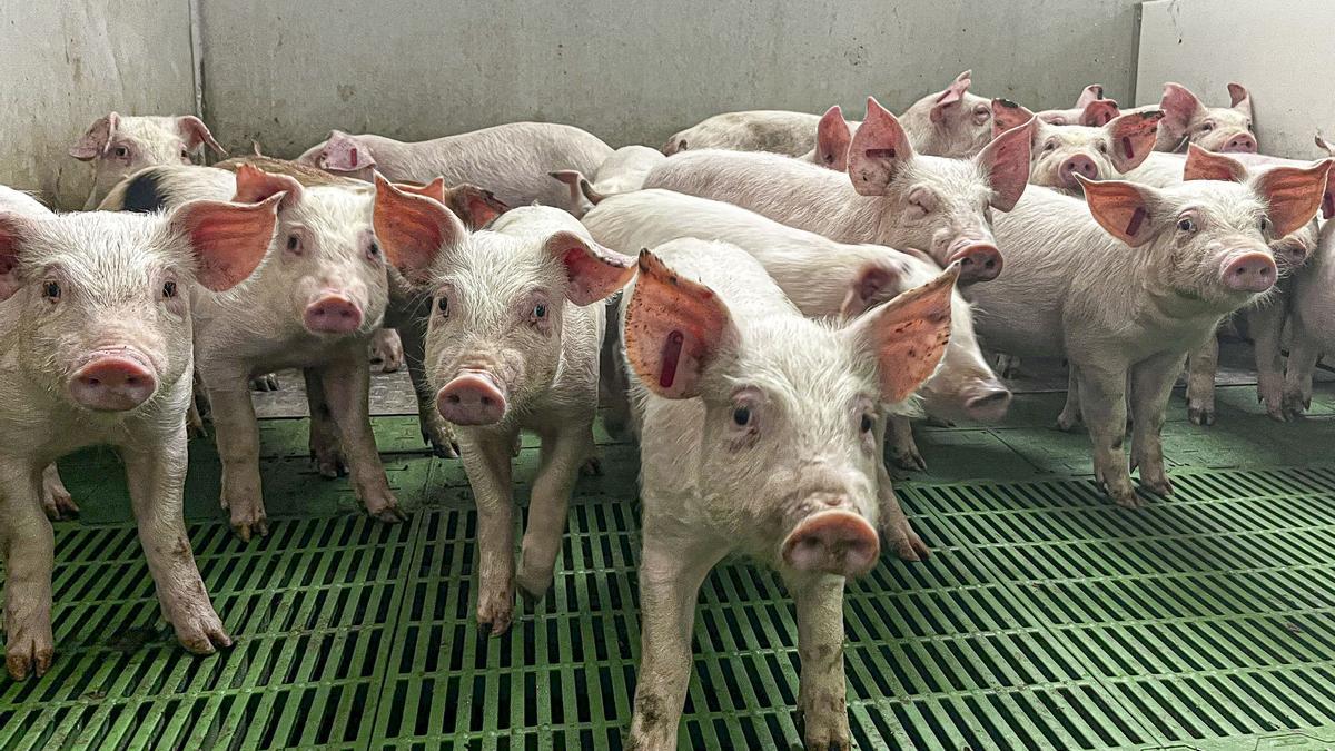 El precio del cerdo cae un 8% por la peste y el sector estima una subida de su consumo en España
