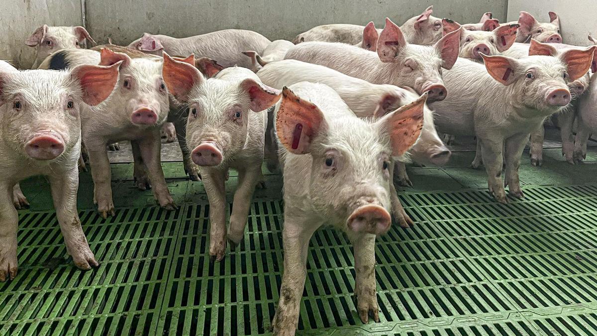 Foto de archivo de una granja de cerdos en España.