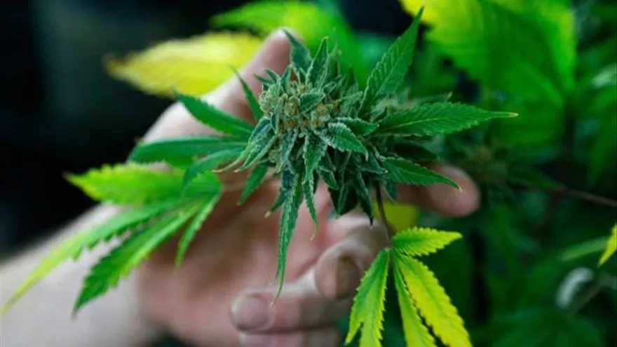 Planta de marihuana.