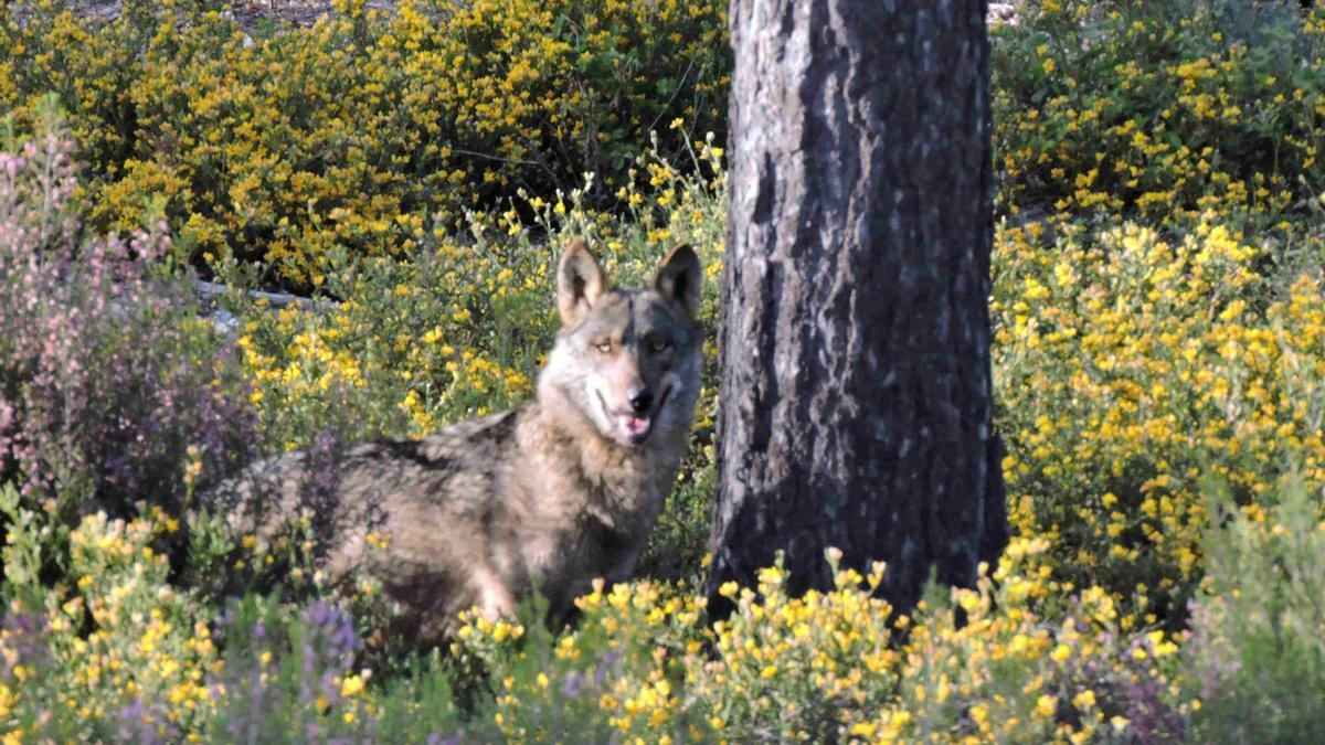 Archivo - Lobo en Sierra Culebra.