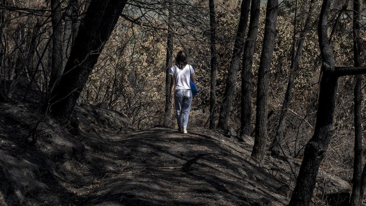 Una persona camina por un bosque quemado en Galicia.