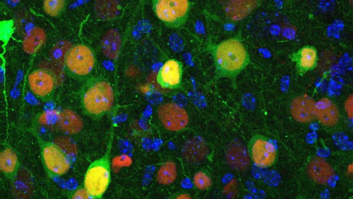 Descubren qué neuronas están implicadas en la ansiedad y el aislamiento social