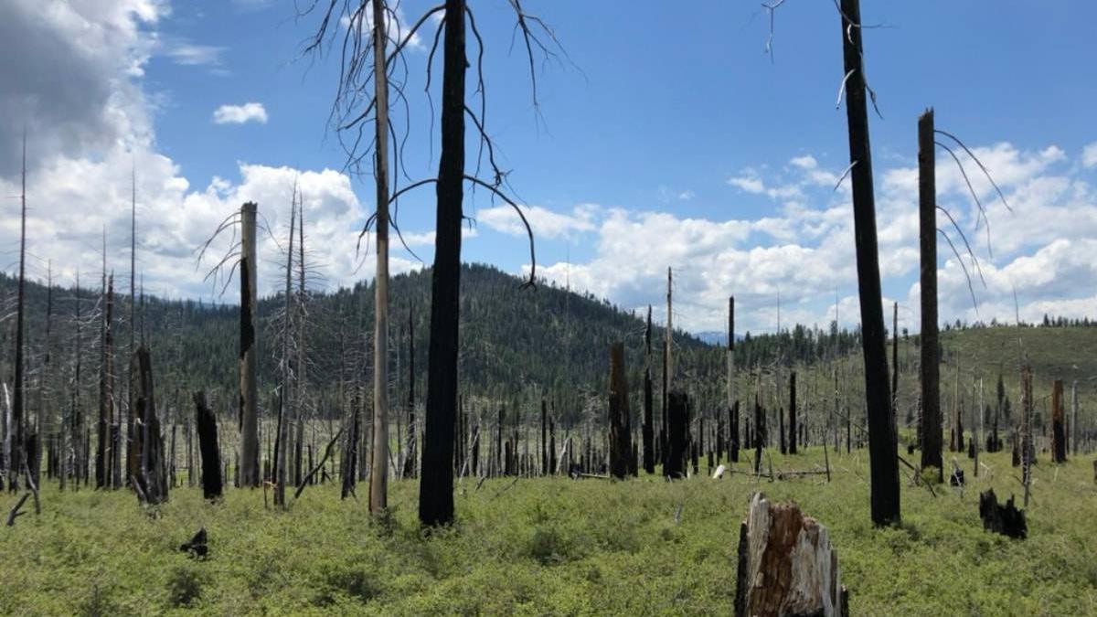 Una zona de bosque que sufrió un incendio de alta intensidad. Los árboles maduros están carbonizados desde la raíz hasta la punta por el incendio Moonlight de 2007