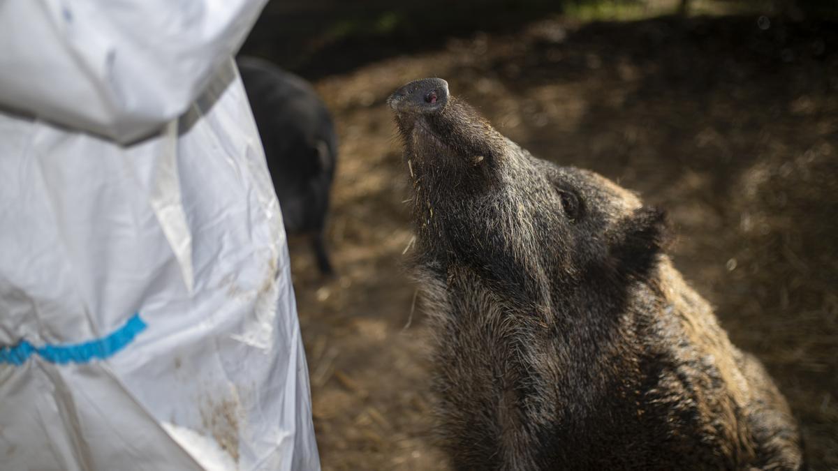 Foto de archivo de un cerdo en un centro de animales en Rubí, Barcelona, Cataluña (España).