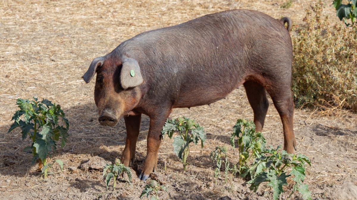 Llegan a Barcelona 80 militares de la UME para ayudar en el control de la peste porcina