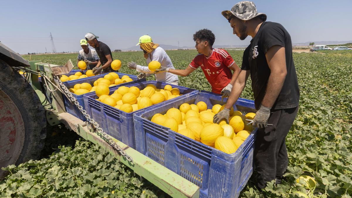 Migrantes marroquíes trabajan en un campo de Torre Pacheco (Murcia).