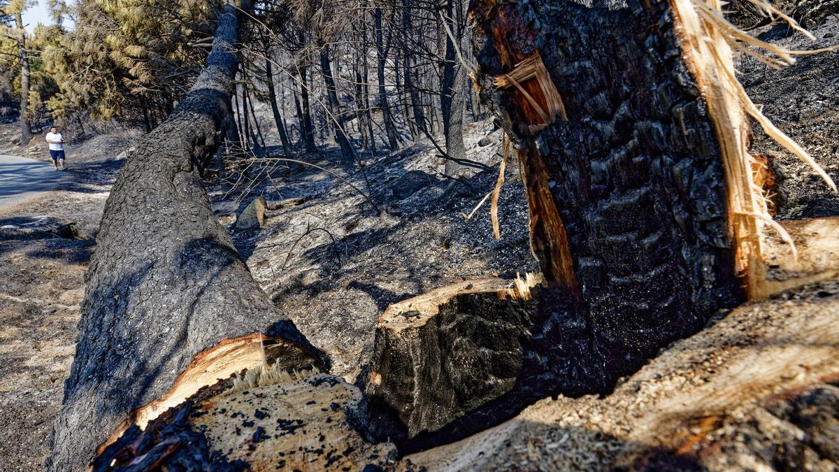 Los trabajos y la lluvia frenan el incendio en Ávila: bajo control y rebajado el peligro